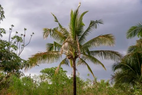 Coconut trees Stock Photos