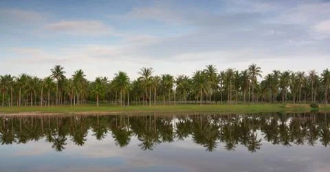 Coconut trees Stock Photos