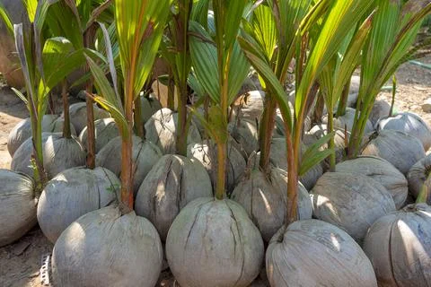 Coconut trees Stock Photos
