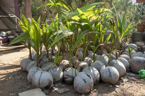 Coconut trees Stock Photos