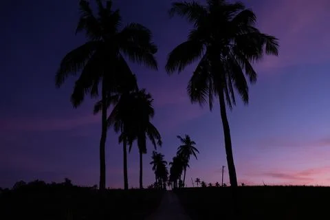 Coconut Trees Stock Photos