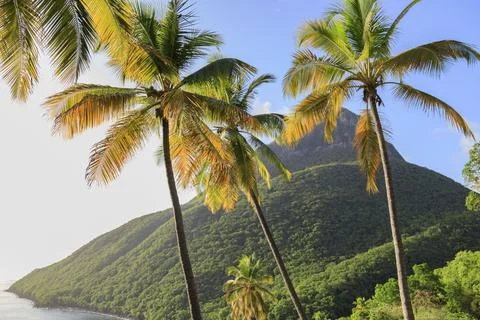 Coconut trees  Foto stock