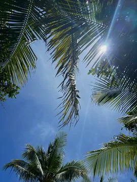 Coconut trees Stock Photos
