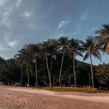 Coconut Trees Stock Photos