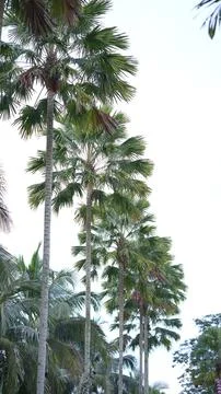Coconut trees Stock Photos