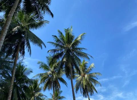 Coconut trees Stock Photos