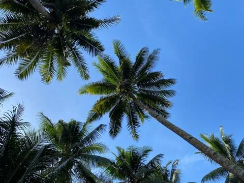 Coconut trees Stock Photos