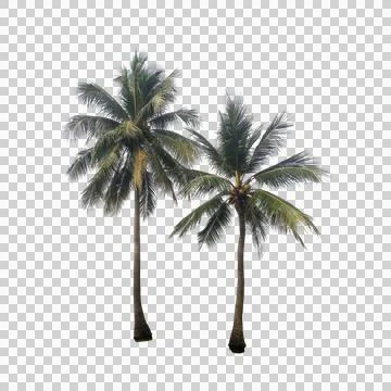 Coconut trees Stock Photos