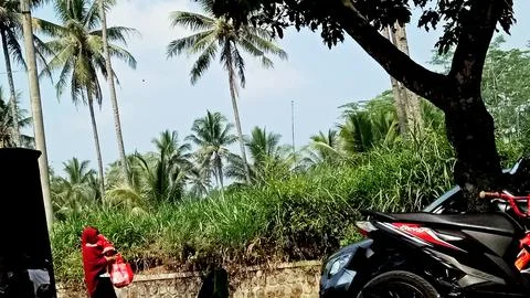 The coconut trees Stock Photos