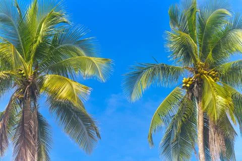 Coconut trees Stock Photos