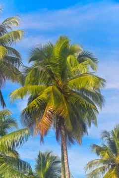 Coconut trees Stock Photos
