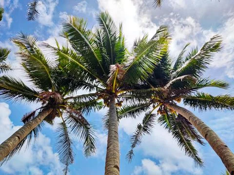 Coconut Trees Foto stock