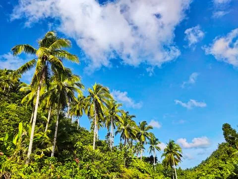 Coconut Trees Stock-Fotos