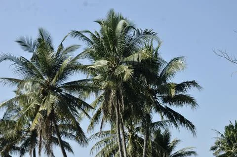 Coconut trees Stock Photos