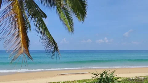 Coconut trees at Phuket Beach on a beautiful day 库存影片 163153760