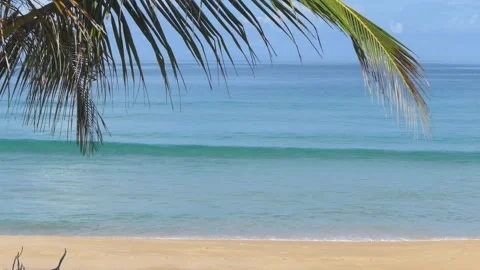 Coconut trees at Phuket Beach on a beautiful day Stock-Footage 164418463