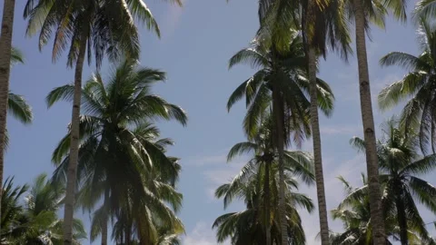 Coconut trees plantation Stock-Footage 331034882