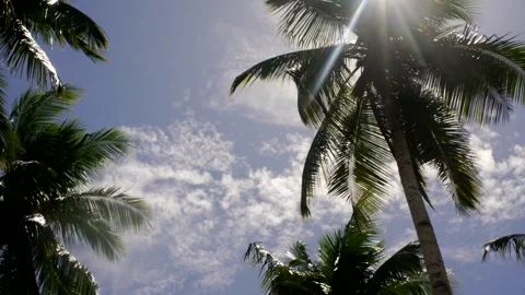 Coconut trees plantation Stock Footage 331035389