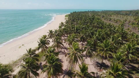 Coconut Trees Plantation Gunga Beach At Maceio Alagoas Brazil Stock Footage 254746812