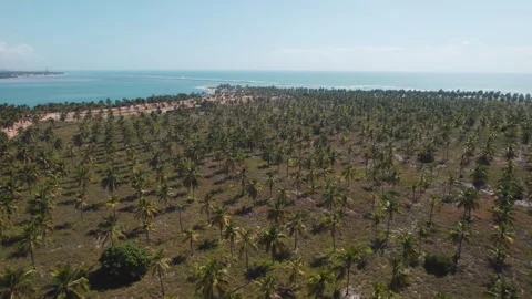 Coconut Trees Plantation Gunga Beach At Maceio Alagoas Brazil Stock Footage 254746825