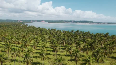 Coconut Trees Plantation Gunga Beach At Maceio Alagoas Brazil Stock Footage 254746870