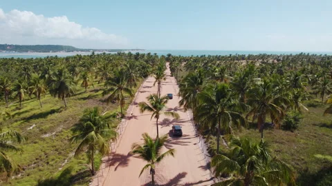Coconut Trees Plantation Gunga Beach At Maceio Alagoas Brazil Stock Footage 254746875