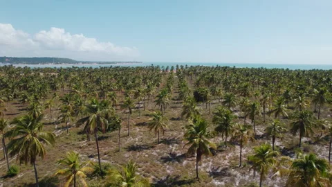 Coconut Trees Plantation Gunga Beach At Maceio Alagoas Brazil Stock Footage 254746972