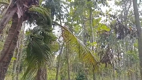 Coconut trees refresh the natural atmosphere. 库存影片 339418934