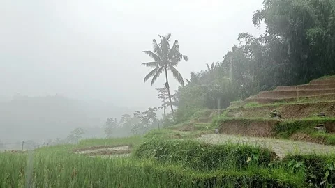 Coconut Trees in Rice Field During Rain and Morning Mist Stock Footage 329883504
