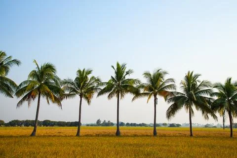 Coconut trees in the rice field. Stock Photos