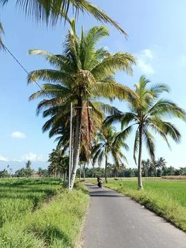 Coconut trees in rice fields Stock Photos