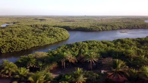 Coconut trees, river and mangrove, going sideway over coconut trees Video stock 208936873