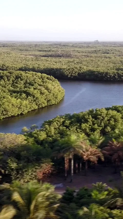 Coconut trees, river and mangrove, going sideway over coconut trees Video stock 230670046