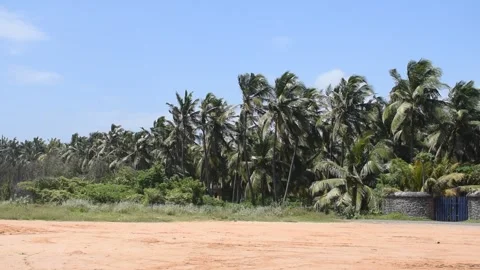 Coconut trees on the seashore Stock Footage 147594488