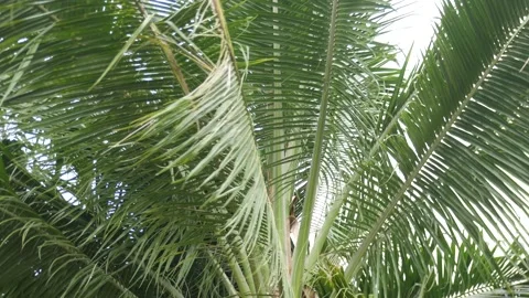 Coconut trees shake in the wind. Stock Footage 205474250