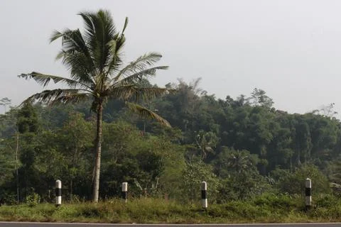 Coconut trees side of highway Foto stock