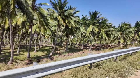 Coconut Trees -Slow Motion Shot Stock-Footage 263328473