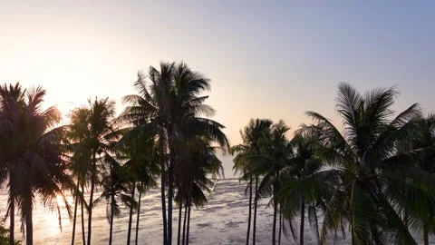 Coconut trees in sunset An aerial dolly shot of the sun shining Stock Footage 247772111