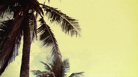 Coconut Trees in Sunset Stock Footage 23706187