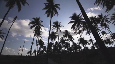 Coconut trees on sunset 動画素材 128094324