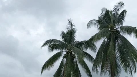 Coconut trees sway in strong winds as dark storm clouds gather Stock Footage 321438928