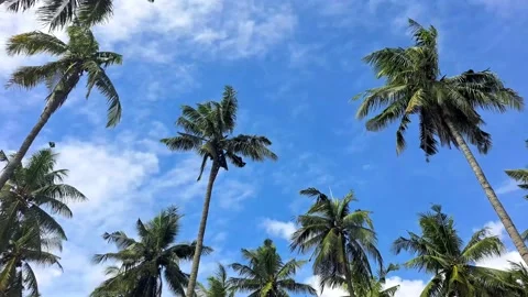 Coconut trees swaying in blue sky. Stock Footage 227656895