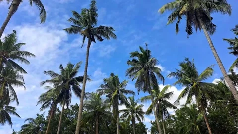 Coconut trees swaying in blue sky. Stock Footage 227656898