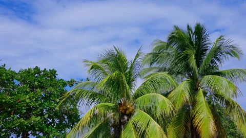 Coconut Trees swaying in the breeze Stock Footage 261933265