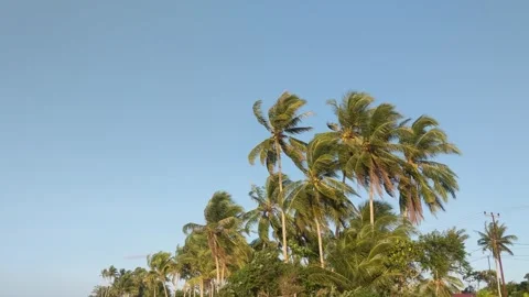 Coconut trees swaying Stock Footage 283912390
