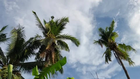 Coconut Trees Swaying Gently Under Beautiful Sky Stock-Footage 334917477