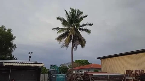 Coconut Trees Swaying in the Wind. Gray Clouds Background Stock Footage 304963559