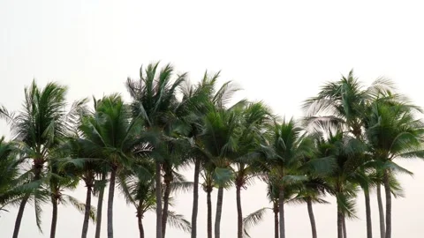 Coconut trees swaying in the wind isolate on white background. Stock Footage 189623439