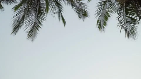 Coconut trees swaying in the wind, Shooting handheld video. Stock Footage 189623457