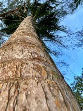 Coconut trees tower high on the beach Stock Photos